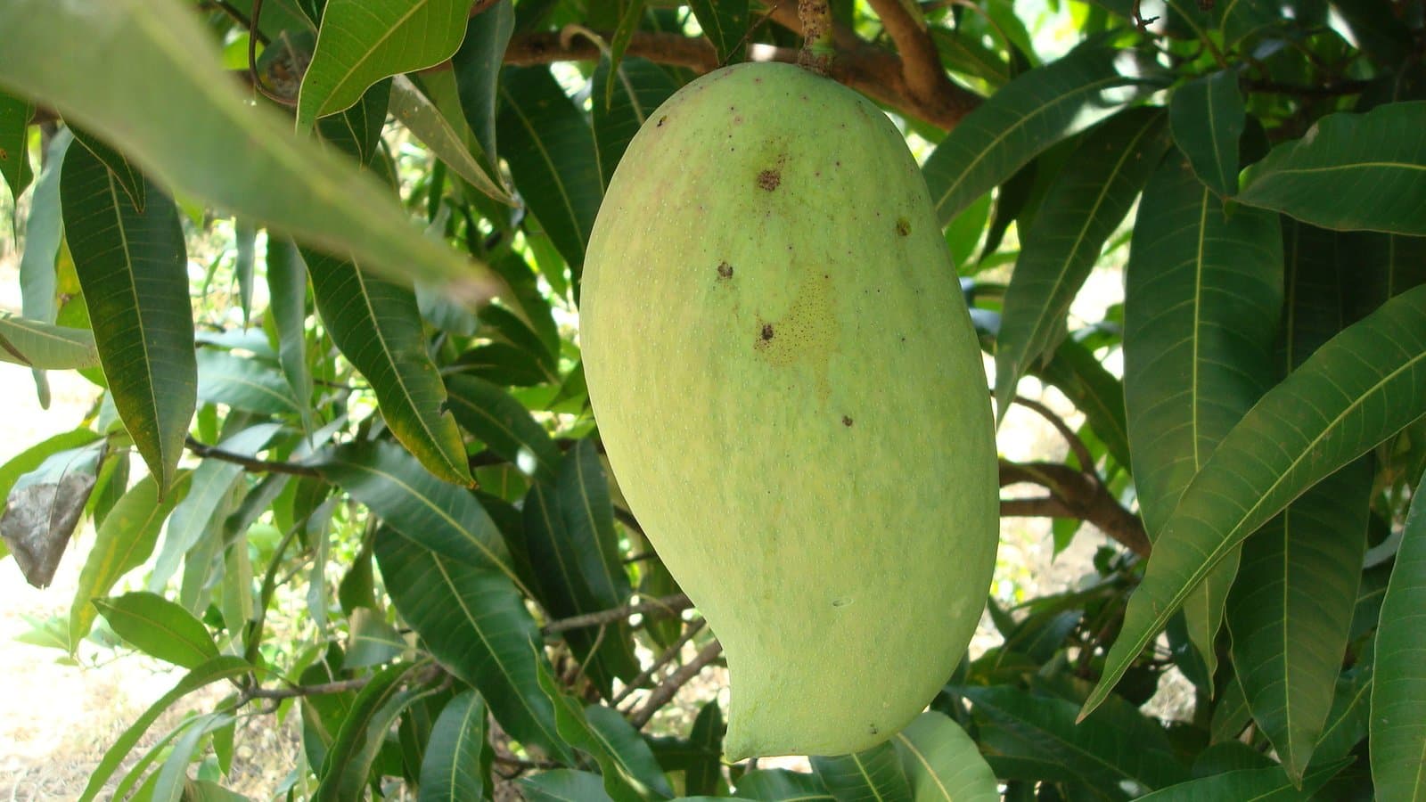 Kenyan Ngowe Mango