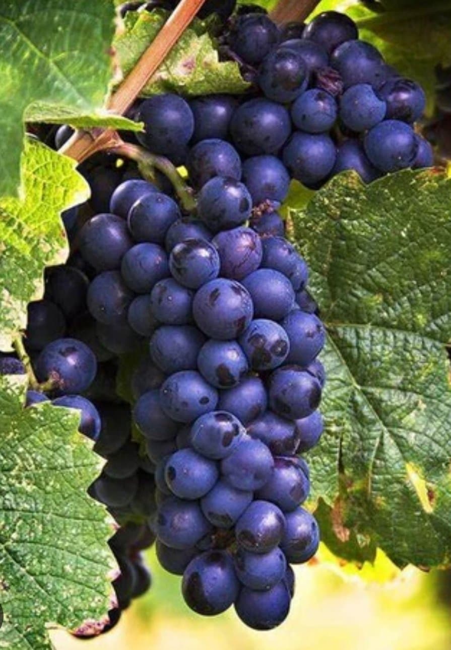 BLACK GRAPES