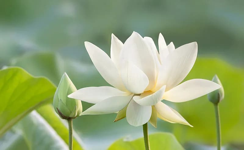 Lotus Mouchoir White
