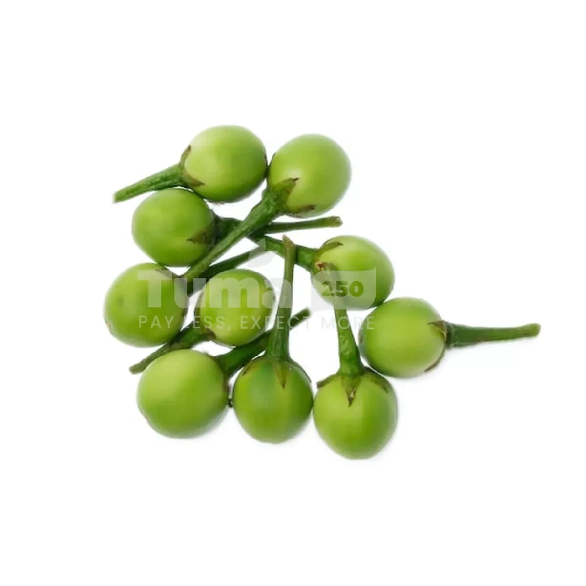 Turkey Berry/Intagarasoryo