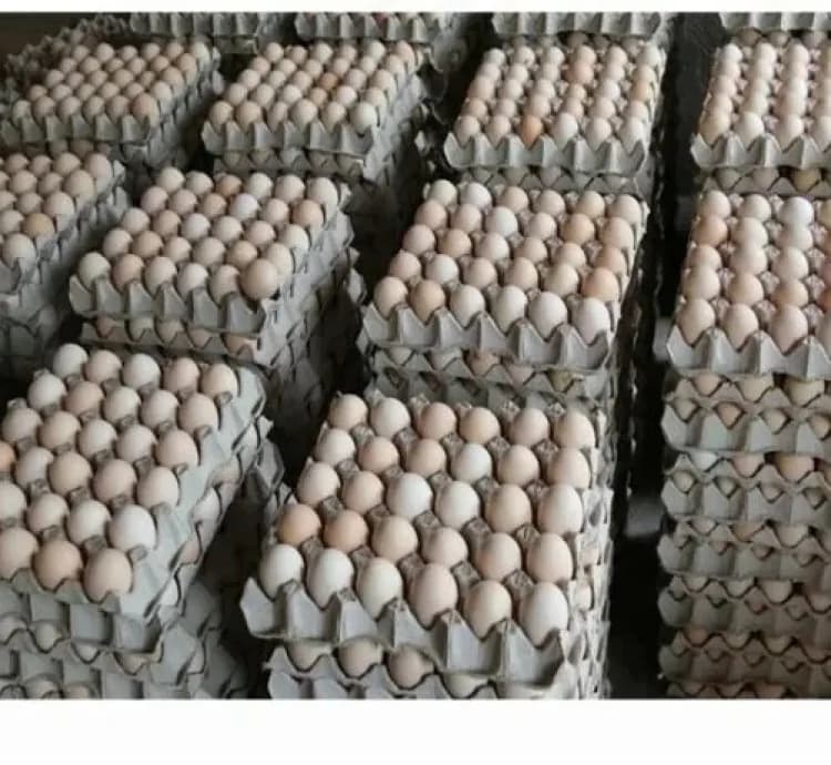 Tray y'Amagi mabisi nyaRwanda30, local Fresh tray eggs 30