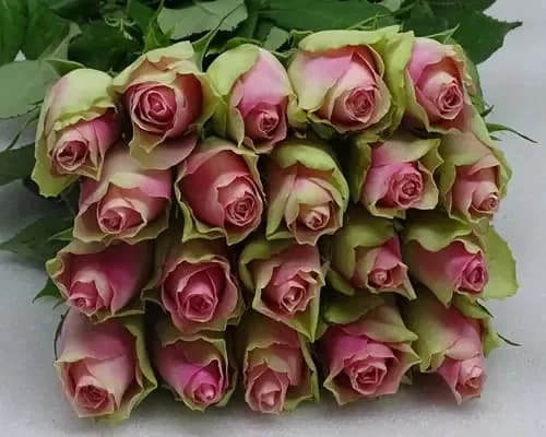 Esperance Fresh Rose Flower Boucket