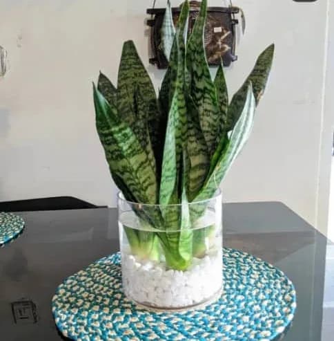 Indoor Vase of Snake Fresh Flower in Water