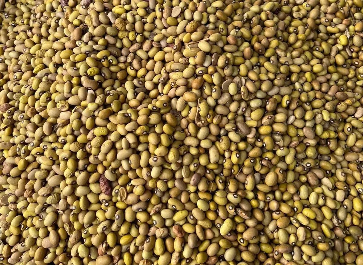 Dry Yellow Beans – Nutritious & Delicious /kg