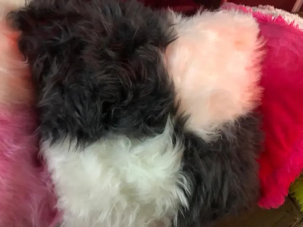 Couch Pillow