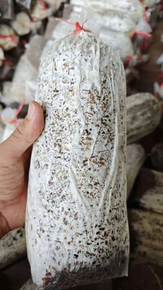 MUSHROOM TUBE(IMIGINA) 1KG