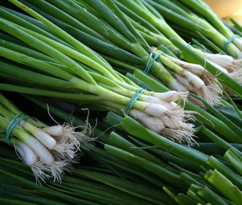 Spring onion