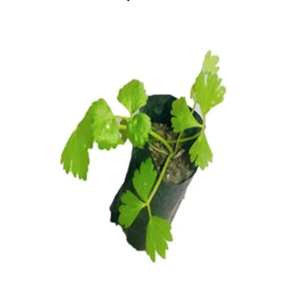 Celery Seedling for Kitchen Garden