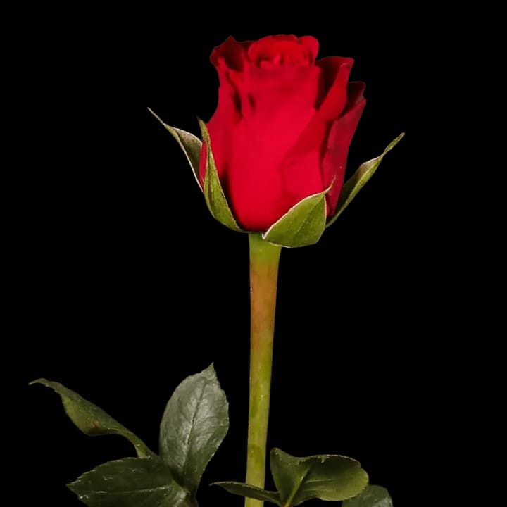 RED FURIOSA FLOWER