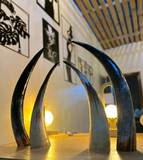 Cow horns decorative art piece