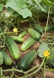 Local cucumber (piece)