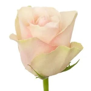 SORBET-AVALANCHE BUNCH of 20 STEM