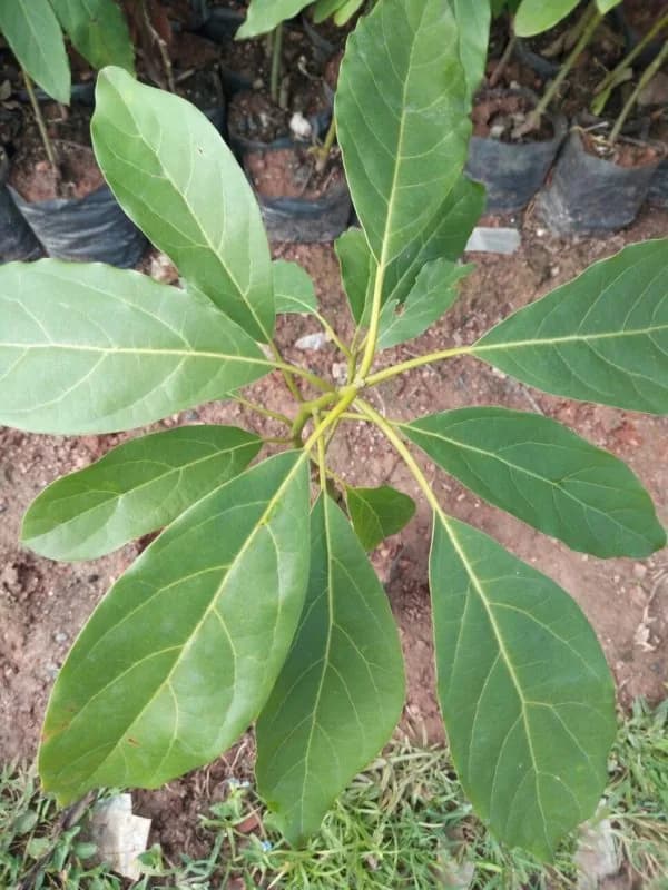 Grafted HASS Avocado Seedlings for your Orchard Garden 5 Trees