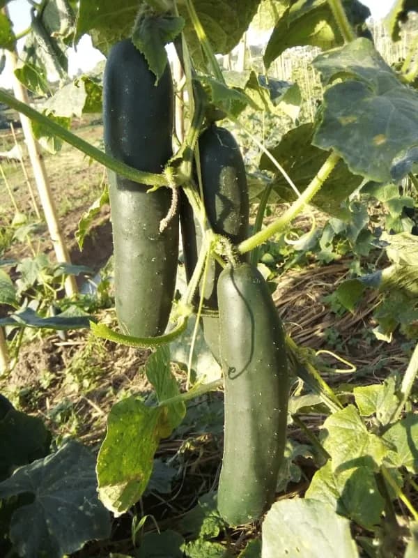 Fresh cucumber