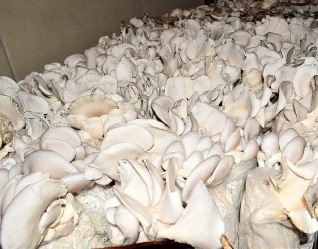 Fresh Oyster Mushrooms