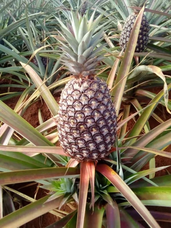 Fresh pineapple