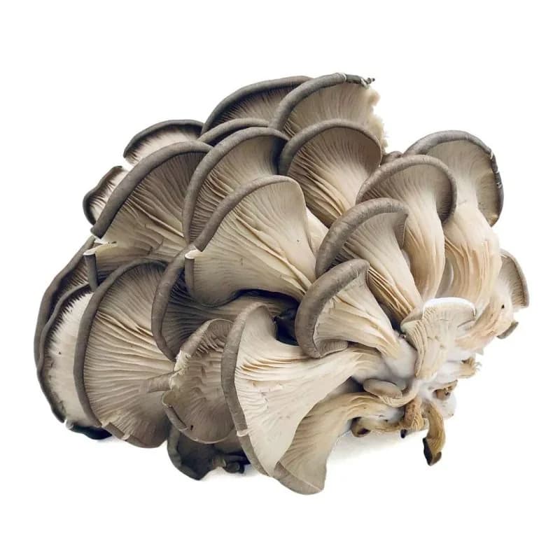 MUSHROOM SPAWN 1KG