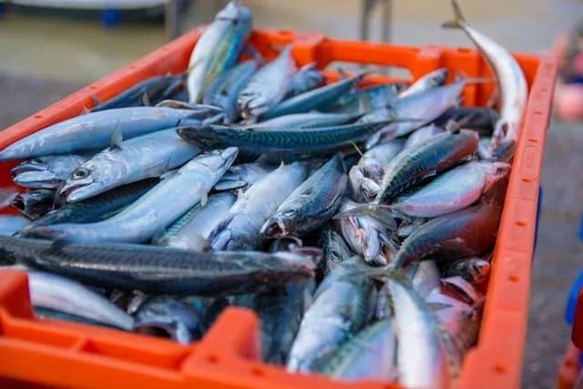 TAMSON FISH 1PC