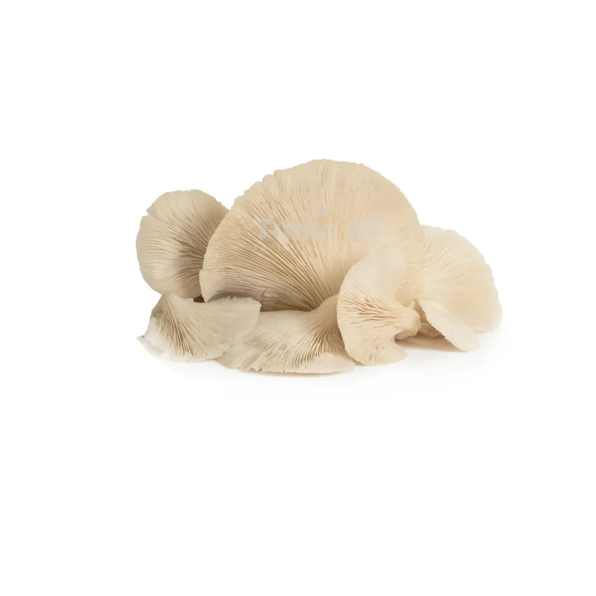 Fresh Mushroom/ Ibihumyo